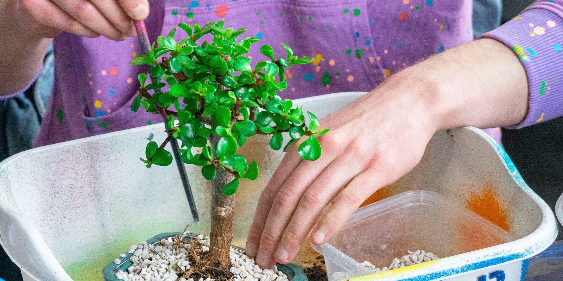 Bonsai Beginner Workshop at The Greats of Craft - LIC